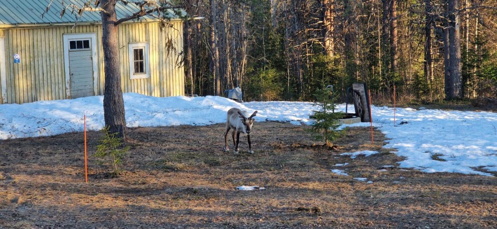 Lapland Old School Hotell Muonio Exteriör bild